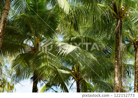 Coconut tree with green leafs. Palm Coconut tree with green leafs. Palm 122152773