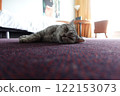 Scottish Straight Cat Walking in Park Graceful Gray Cat Outdoors 122153073