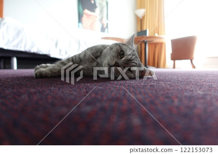 Scottish Straight Cat Walking in Park Graceful Gray Cat Outdoors 122153073