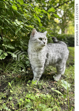 Scottish Straight Cat Walking in Park Graceful Gray Cat Outdoors Scottish Straight Cat Walking in Park Graceful Gray Cat Outdoors 122153074