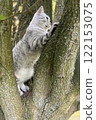 Scottish Straight Cat Walking in Park Graceful Gray Cat Outdoors 122153075