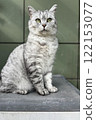 Scottish Straight Cat Walking in Park Graceful Gray Cat Outdoors 122153077
