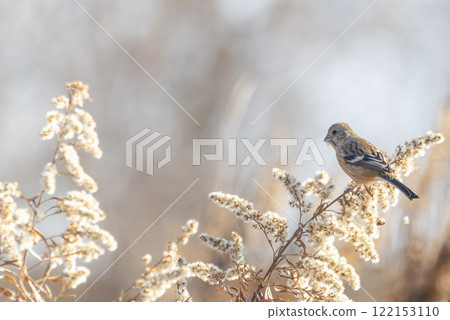 長尾玫瑰雀科棲息在枯草的莖上 122153110