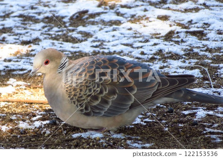 Turtledove on the snow ground 122153536