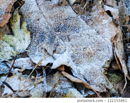 White frost on fallen leaves. Winter background. White frost on fallen leaves. Winter background. 122153861