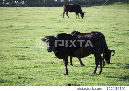 Grazing scene of Japanese black cattle_Hidaka 122154191