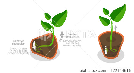 3D Isometric Flat Illustration of Geotropism and Gravitropism In Plants, Movement in Response to Light 3D Isometric Flat Illustration of Geotropism and Gravitropism In Plants, Movement in Response to Light 122154616