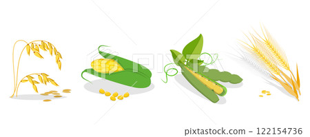3D Isometric Flat Set of Cereals , Grain Plants 3D Isometric Flat Set of Cereals , Grain Plants 122154736