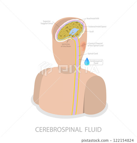 3D Isometric Flat Illustration of Cerebrospinal Fluid, Medical Science Learning 3D Isometric Flat Illustration of Cerebrospinal Fluid, Medical Science Learning 122154824