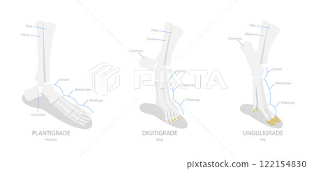 3D Isometric Flat  Illustration of Comparison of Plantigrade, Digitigrade and Unguligrade, Walking Methods of Human and Animals 122154830