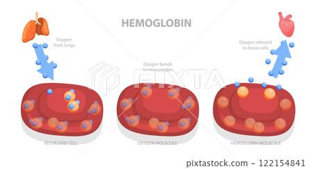 3D Isometric Flat Illustration of Hemoglobin, Its Role as Oxygen Transporter in the Body 3D Isometric Flat Illustration of Hemoglobin, Its Role as Oxygen Transporter in the Body 122154841