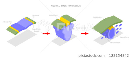 3D Isometric Flat  Illustration of Neural Tube Formation, Anatomy of the Central Nervous System 122154842
