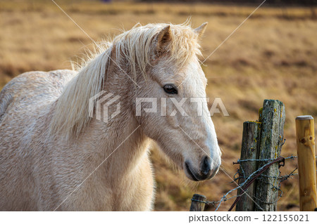 A rare breed of Icelandic horse in the autumn pastures of western Iceland 122155021
