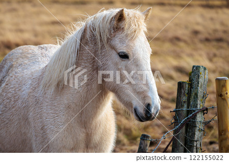 A rare breed of Icelandic horse in the autumn pastures of western Iceland 122155022