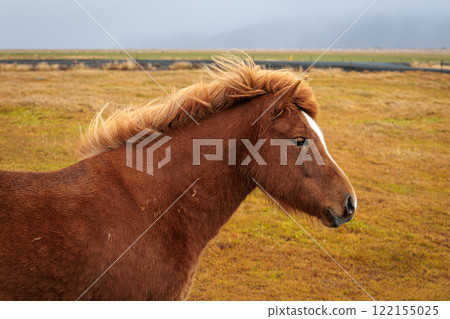 A rare breed of Icelandic horse in the autumn pastures of western Iceland 122155025