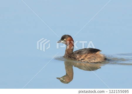 Grebe swimming slowly on the surface of the water reflected in the blue sky Grebe swimming slowly on the surface of the water reflected in the blue sky 122155095
