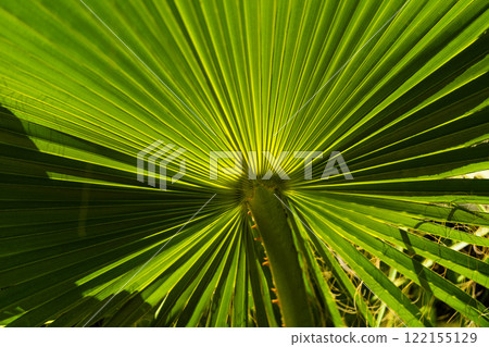 Close-up view of vibrant green palm leaf illuminated by sunlight 122155129