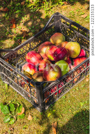 Freshly picked apples in a black crate on green grass 122155133