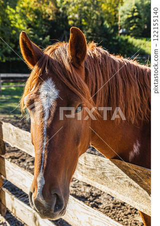 Horse at a local history museums arboretum near antique exhibits Horse at a local history museums arboretum near antique exhibits 122155140