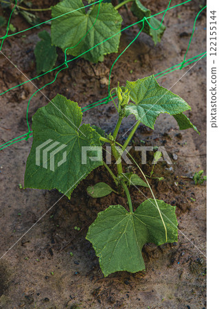Growing cucumbers and other fruits in a garden with selective focus 122155144