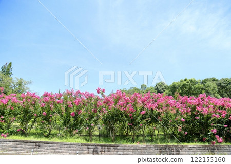 Vivid Crape Myrtle Flowers 122155160