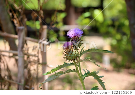 Cardoon flower Artichoke Cardoon flower Artichoke 122155169