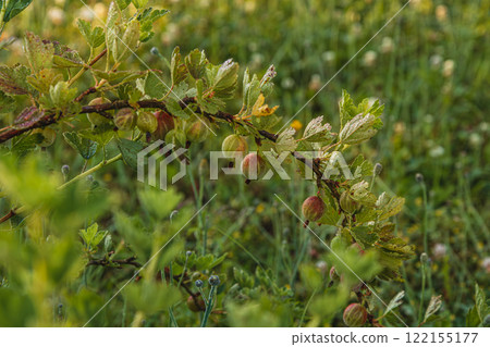 Enjoying a flavorful barbecue with grilled salmon and trout outdoors Enjoying a flavorful barbecue with grilled salmon and trout outdoors 122155177