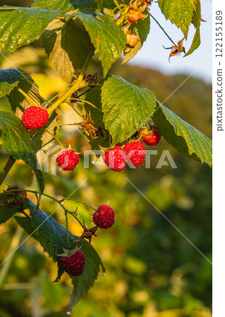 Fresh raspberries ripening in the garden during golden hour light Fresh raspberries ripening in the garden during golden hour light 122155189