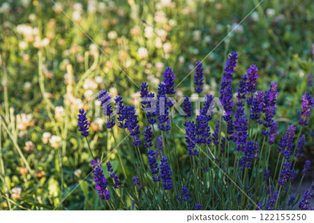 Vibrant lavender blooms amidst lush greenery in a serene garden setting Vibrant lavender blooms amidst lush greenery in a serene garden setting 122155250