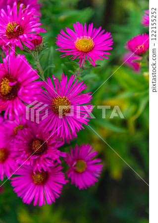 Grilling salmon and trout on a barbecue during a summer afternoon 122155252