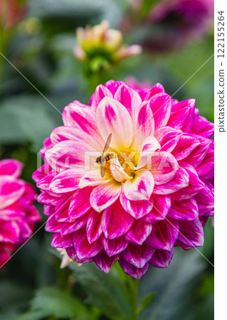 Grilling salmon and trout on the barbecue at a summer gathering outdoors Grilling salmon and trout on the barbecue at a summer gathering outdoors 122155264