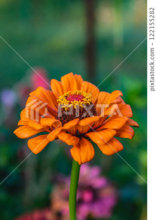 Grilling salmon and trout on a backyard barbecue for a summer feast 122155282