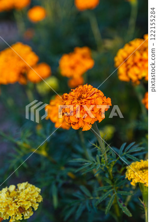 Grilling salmon and trout with vibrant marigolds behind Grilling salmon and trout with vibrant marigolds behind 122155284
