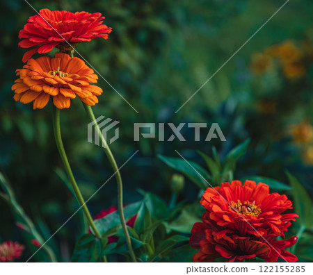 Bright zinnias in a lush garden setting during the summer afternoon Bright zinnias in a lush garden setting during the summer afternoon 122155285