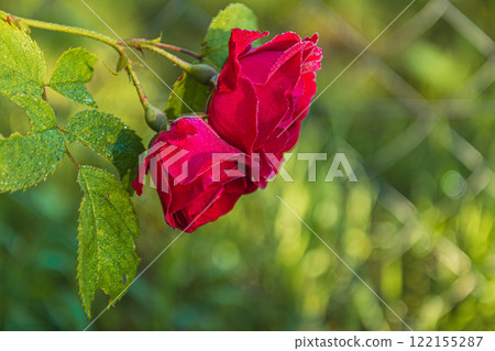 Morning dew glistens on vibrant red roses in a garden setting 122155287