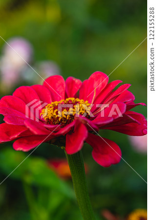 Cooking salmon and trout on a barbecue grill for a delicious meal outdoors 122155288
