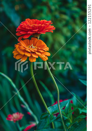Colorful zinnias blooming in a lush garden under soft sunlight 122155291