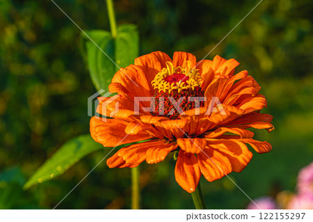 Grilling salmon and trout on barbecue with smoky flavor outdoors Grilling salmon and trout on barbecue with smoky flavor outdoors 122155297