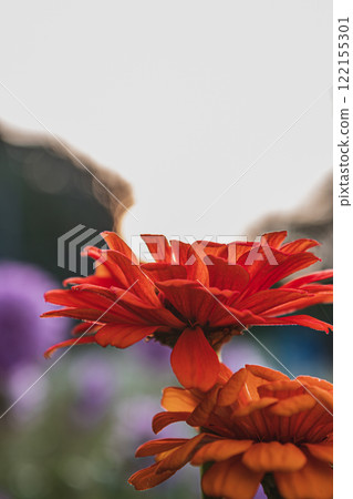 Vibrant zinnia flowers blooming under a warm evening light 122155301