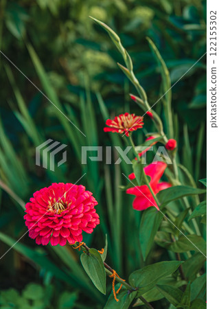 Colorful zinnias and majorettes blooming in a vibrant garden setting 122155302