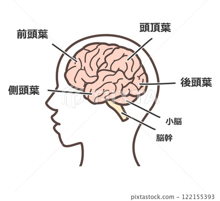 Brain illustration 122155393