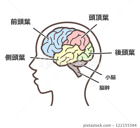 Brain illustration 122155394