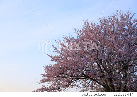 Cherry blossoms in full bloom and blue sky Cherry blossoms in full bloom and blue sky 122155414