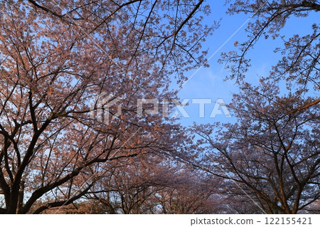 Cherry blossoms in full bloom and blue sky 122155421