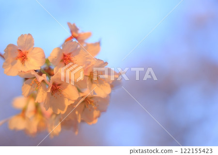 Cherry blossoms in full bloom and blue sky 122155423