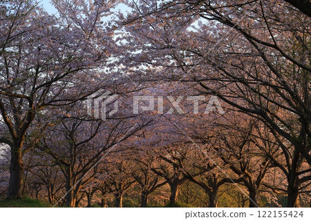 Cherry blossoms in full bloom and blue sky Cherry blossoms in full bloom and blue sky 122155424