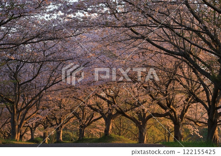 在盛開和藍天的櫻花 122155425