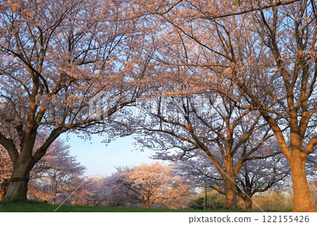 Cherry blossoms in full bloom and blue sky Cherry blossoms in full bloom and blue sky 122155426