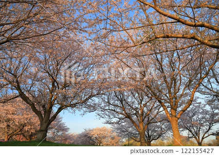 Cherry blossoms in full bloom and blue sky Cherry blossoms in full bloom and blue sky 122155427