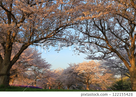 Cherry blossoms in full bloom and blue sky Cherry blossoms in full bloom and blue sky 122155428